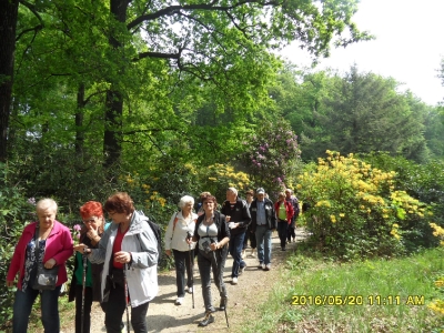 KRAMLAU park-rododendrony,azalie-4