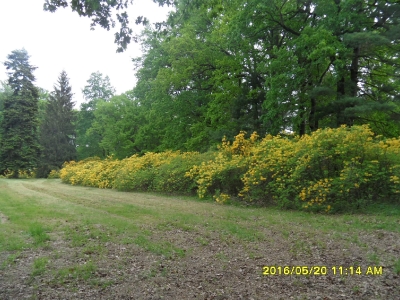 KRAMLAU park-rododendrony,azalie-5