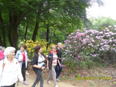 KRAMLAU park-rododendrony,azalie-6