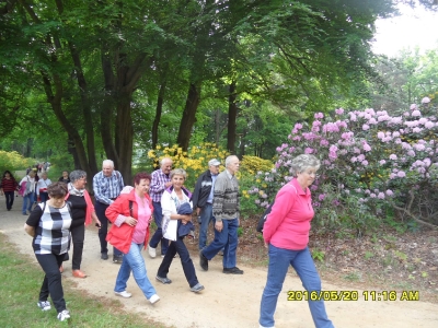 KRAMLAU park-rododendrony,azalie-7
