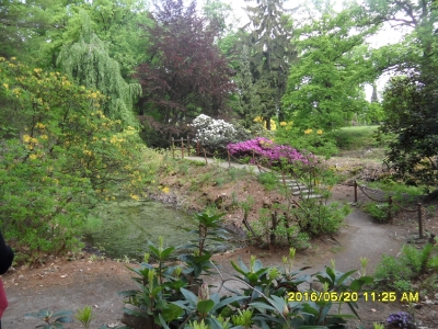 KRAMLAU park-rododendrony,azalie-8